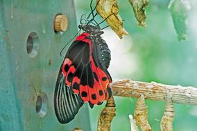 Freshly Hatched Butterfly in Wilhelma