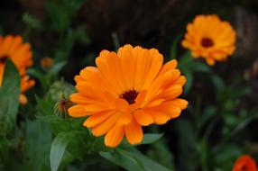 Calendula Flower in the garden in a blurred background