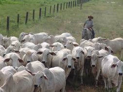 shepherd with white cows