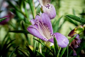 Close-up of the colorful and beautiful Eremophila Maculata flowers with leaves