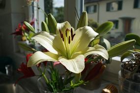Lily Flower Blossom