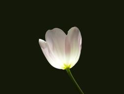 Tulip Flower Spring