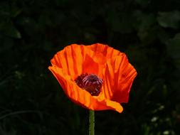 Poppy Orange Flower