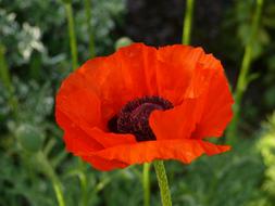 Poppy Orange Red