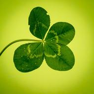 Klee Four Leaf Clover Green