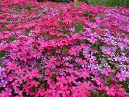 Flower Carpet Pink Of