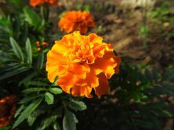 orange Flowers Tagetes Patula