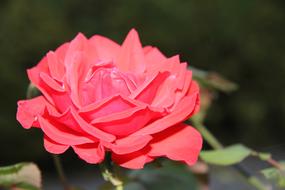 Rose Flower Red in a blurred background