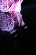 Rose Pink Flower at darkness