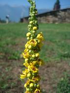 Close Up view of yellow Flower Blossom