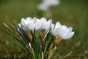 Close-up of the beautiful, white crocus flowers above the green grass