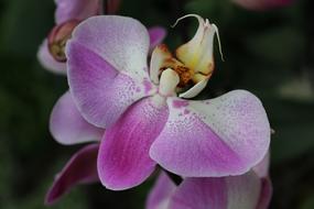 pink Flower Orchid Petals