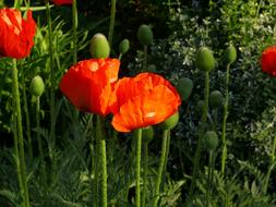 Poppy Flower Spring