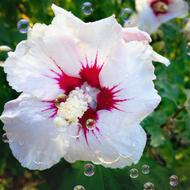 Close-up of the beautiful, blossoming, white and purple hibiscus flower at background with green leaves