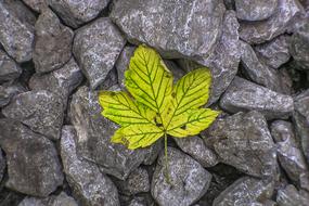 yellow leaf with green veins on grey Stones