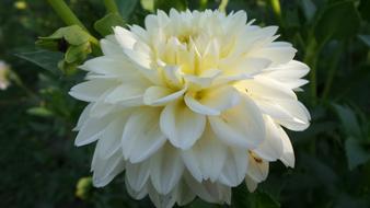 White Dahlia