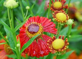 Flower Rain Raindrop