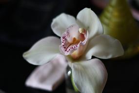 Flower Orchid Flowers White