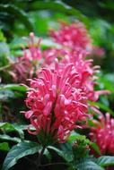 Brazilian Plume Flower