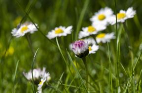 Close-up of the beautiful and colorful, blooming wildflowers among the green grass