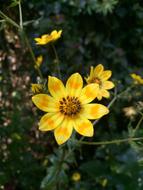 Flower Daisy Meskal