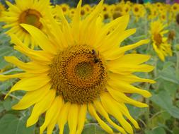 yellow Sun Flower in Garden