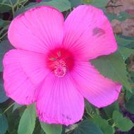 Flower Pink Ibiscus
