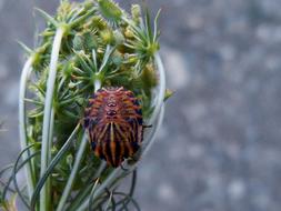 Orange Beetle Flower Eyes at garden