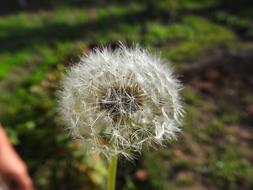 fluffy field dandelion