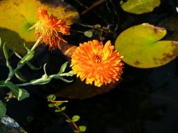 Close-up of the colorful and beautiful calendula flowers above the water with colorful leaves