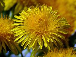 bouquet of yellow dandelions, close-up