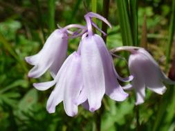Pink Flower Bluebell