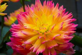 closeup view of Colorful Flowers exotic