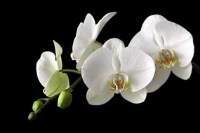 Orchid White on black background
