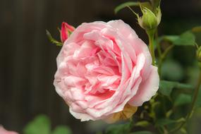 Rose Pink Blossom in garden