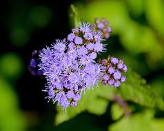 Blue Ageratum flowers in garden