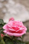 wet Rose pink Flower