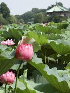 Non Pond Lotus Flowers