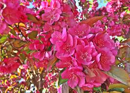 Spring Bloom Flower