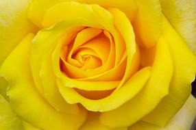 Rose Yellow Flower macro view