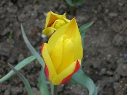 Tulip Yellow and red Flower