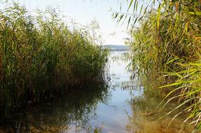 blooming reeds in the lake