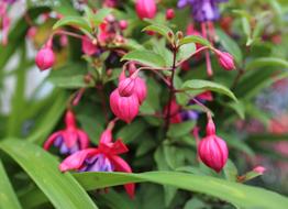 photo of Pink Bloom Flowers