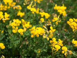 Birdsfoot Flower