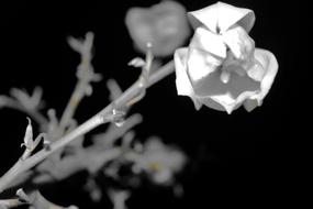 small white half open flower at black background