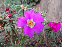 Portulaca Grandiflora Flower on a blurred background