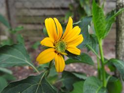 Yellow Flower Pointed