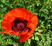 Poppy Orange Red