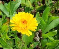 Calendula yellow Flower