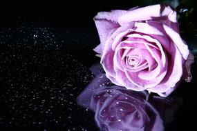 Rose Pink pink rose on dark mirror surface